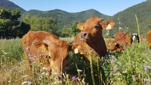 Vaches Baumugnes 2