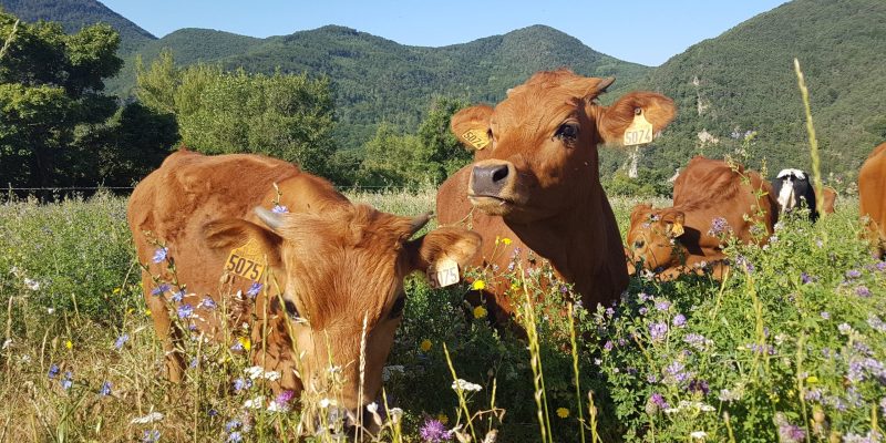 Vaches Baumugnes 2