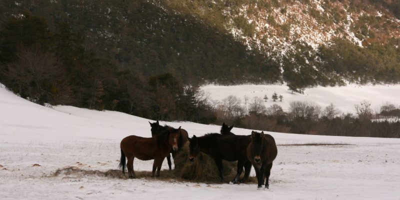 Chevaux neige