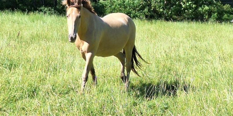 Chevaux